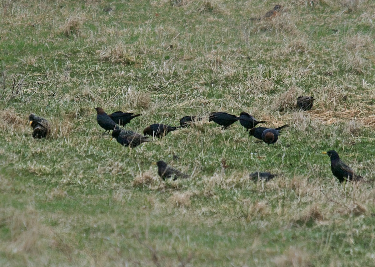 Brown-headed Cowbird - ML220085261