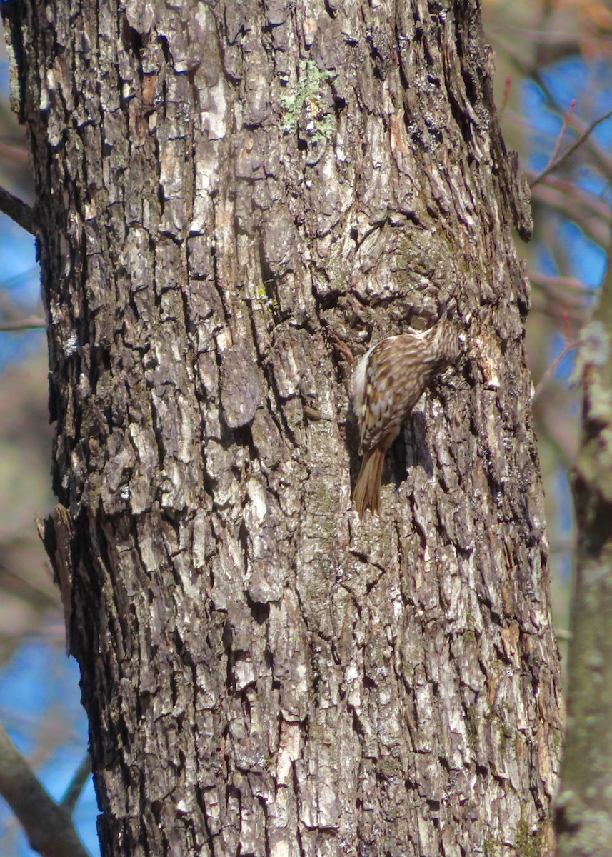 Brown Creeper - ML220085761