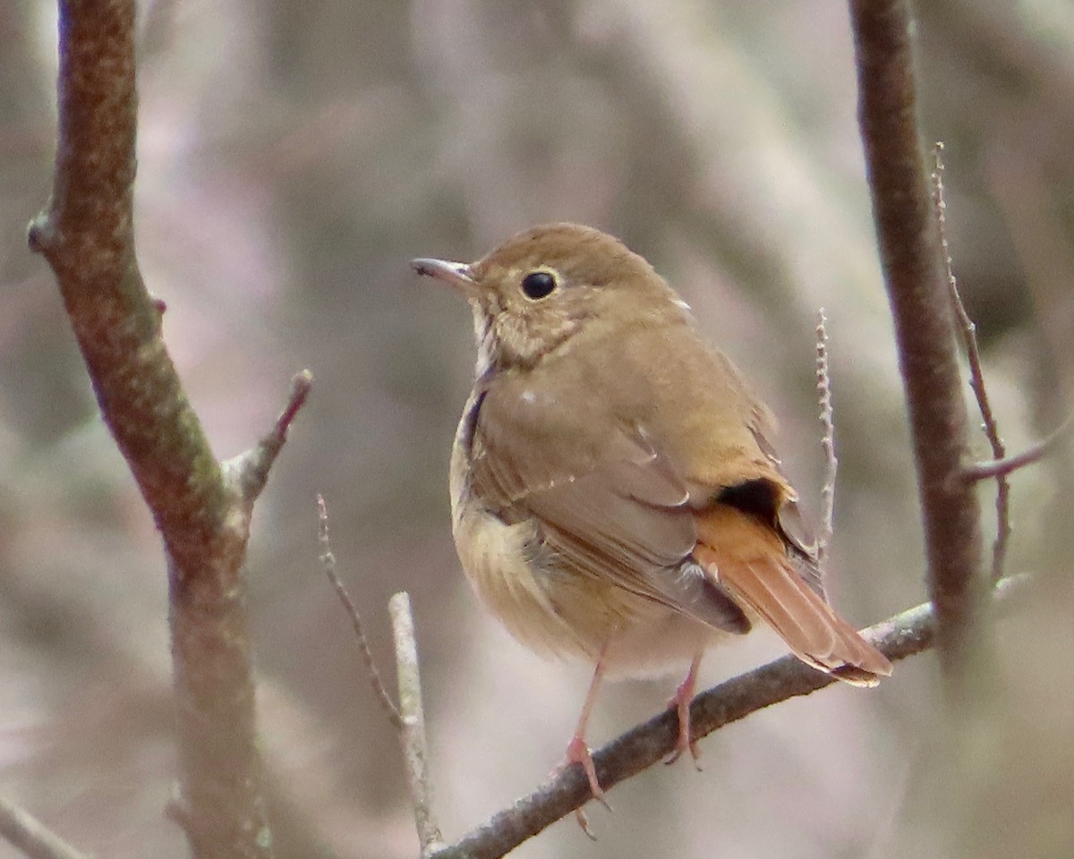Hermit Thrush - ML220085881