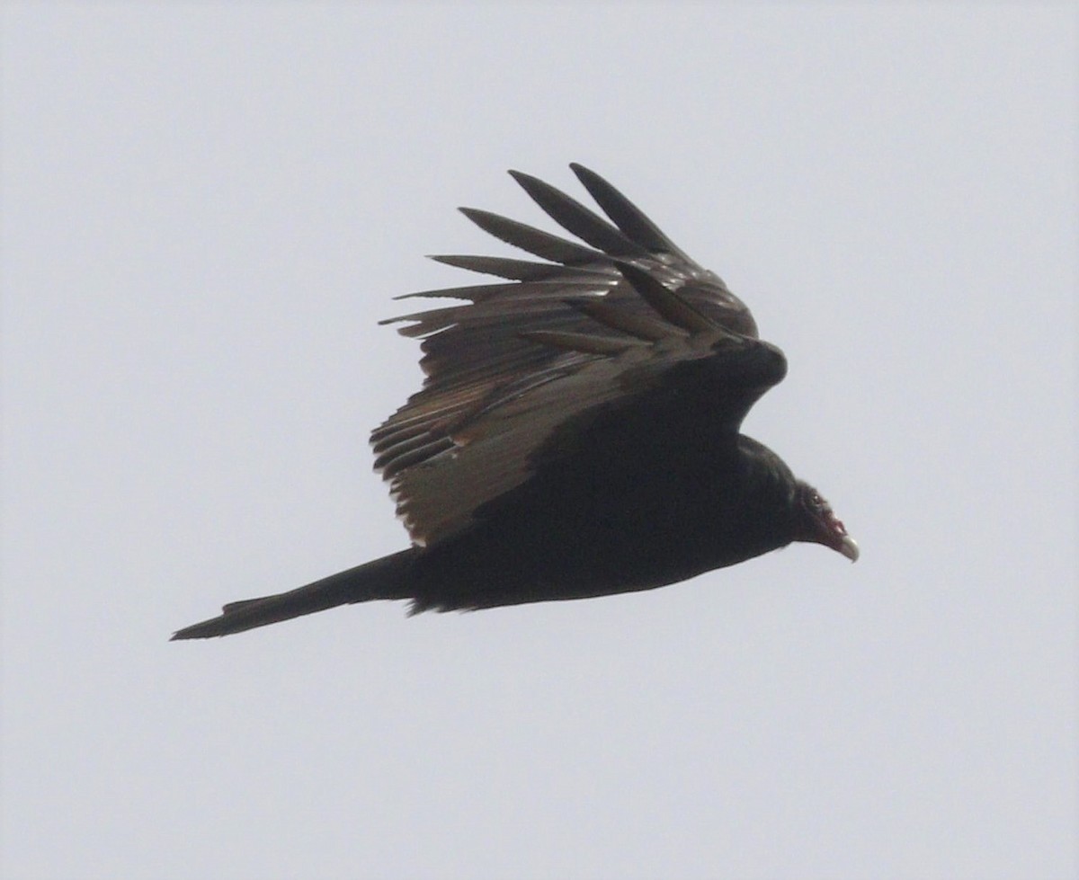 Turkey Vulture - ML220086031