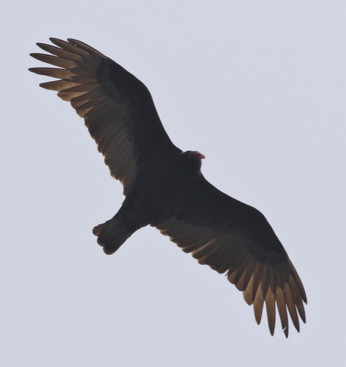 Turkey Vulture - ML220086041