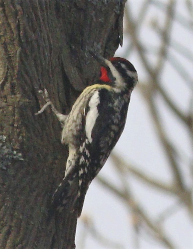 Yellow-bellied Sapsucker - ML220086091