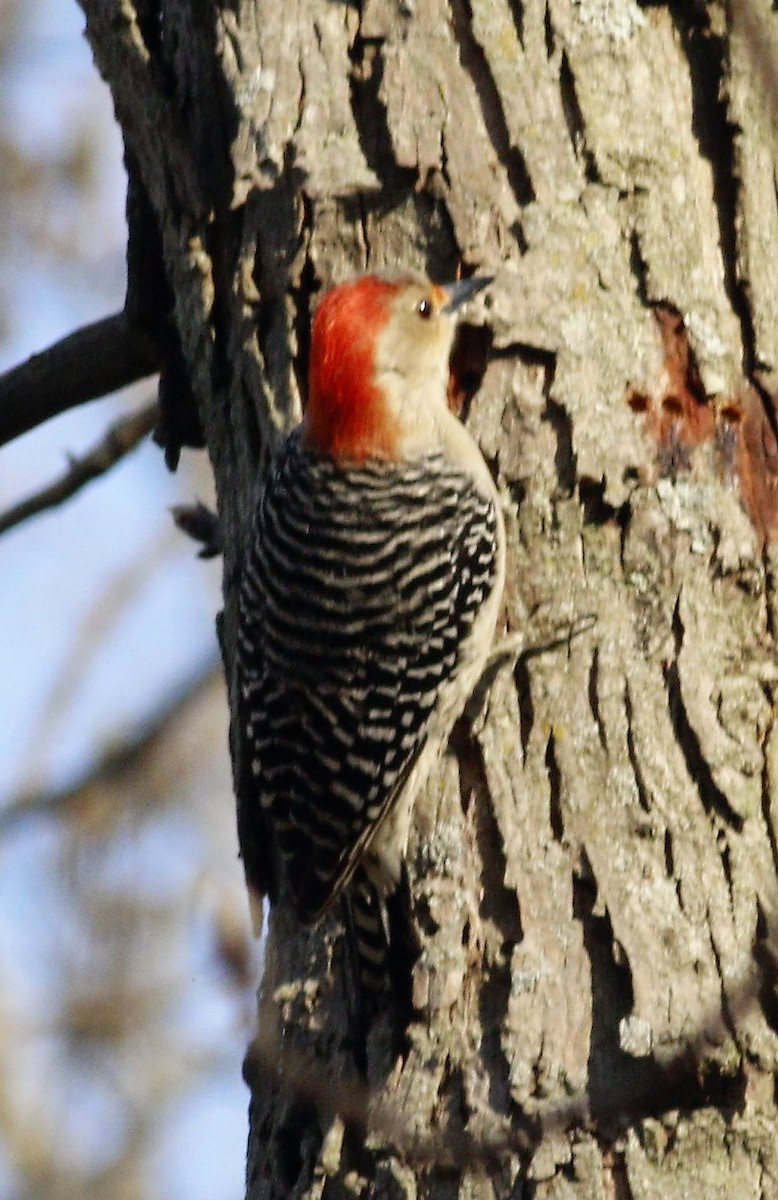 Red-bellied Woodpecker - ML220086141