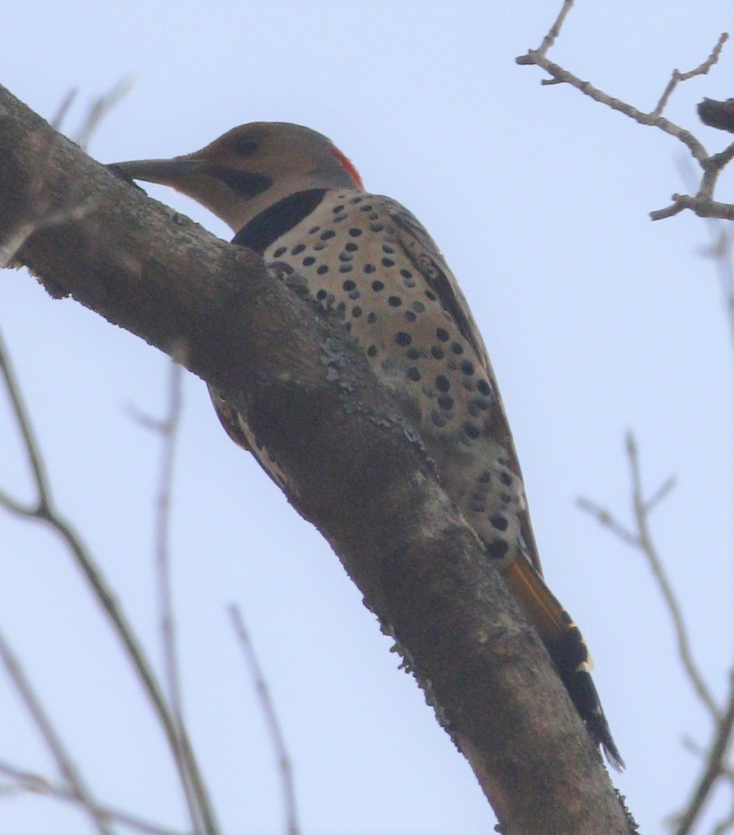 Northern Flicker (Yellow-shafted) - ML220086231