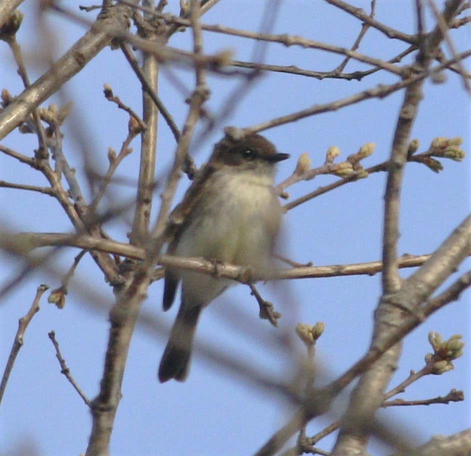 Eastern Phoebe - ML220086241
