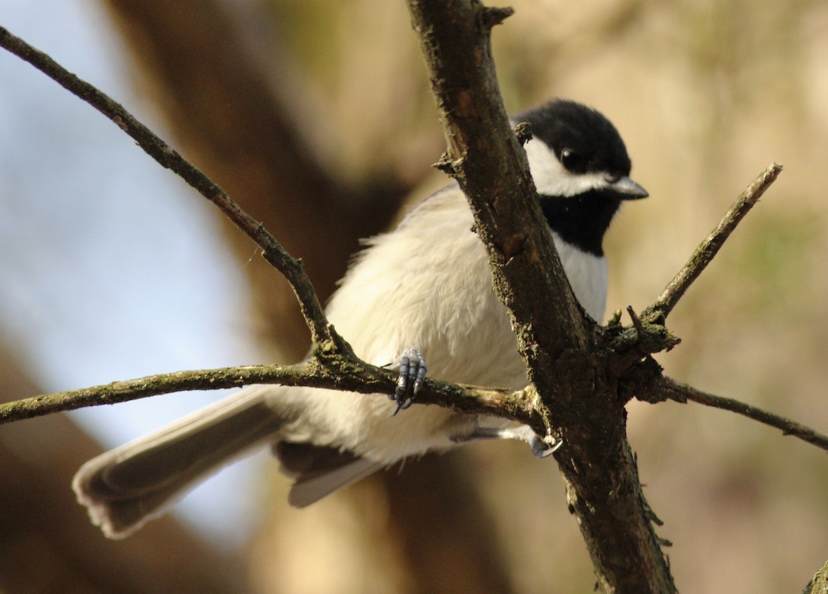 Carolina Chickadee - ML220086351