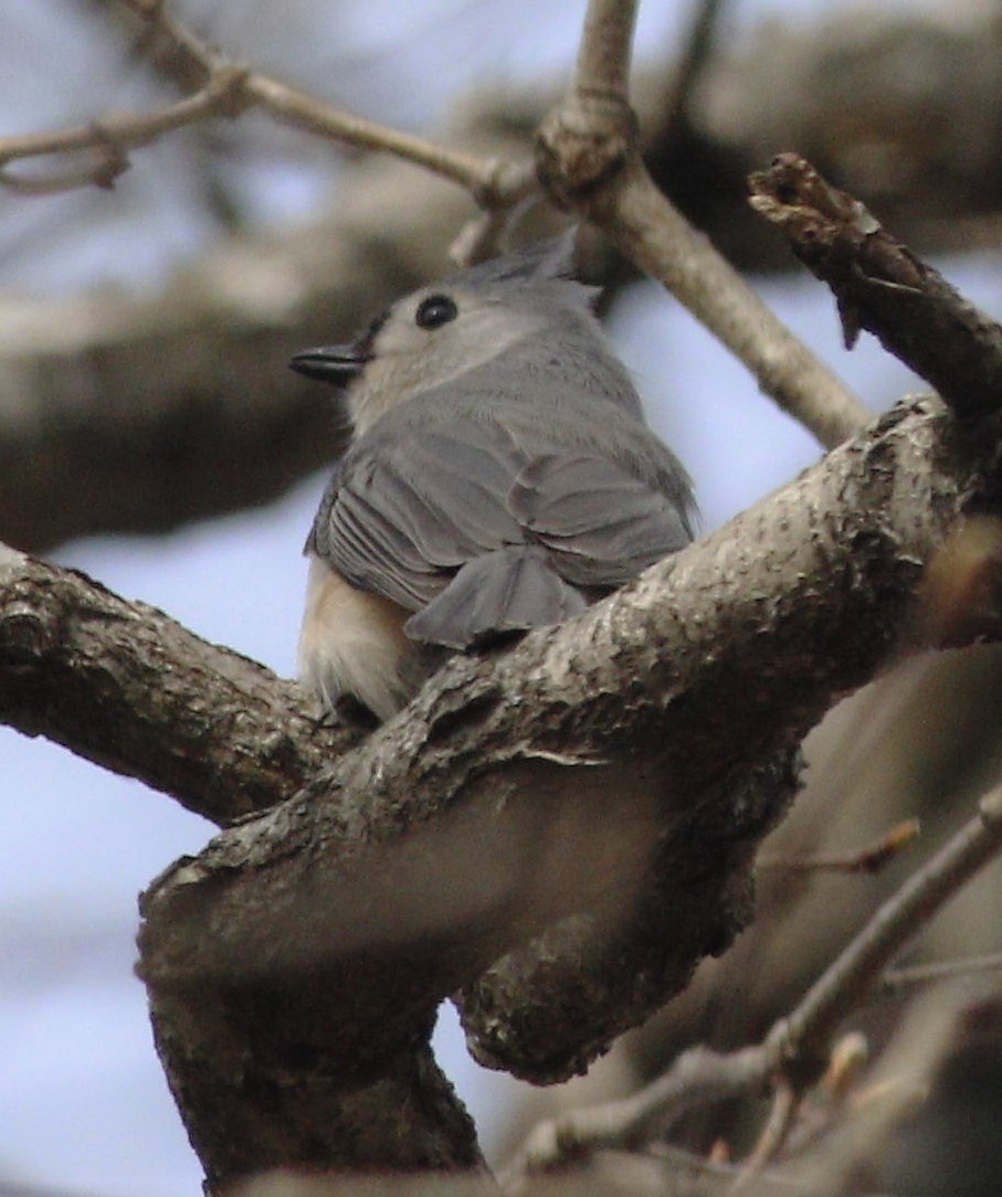 Tufted Titmouse - ML220086381