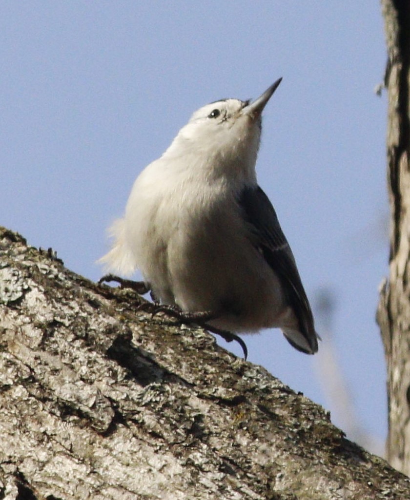White-breasted Nuthatch (Eastern) - ML220086421
