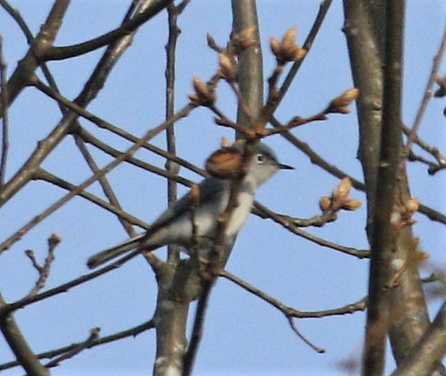Blue-gray Gnatcatcher - ML220086461