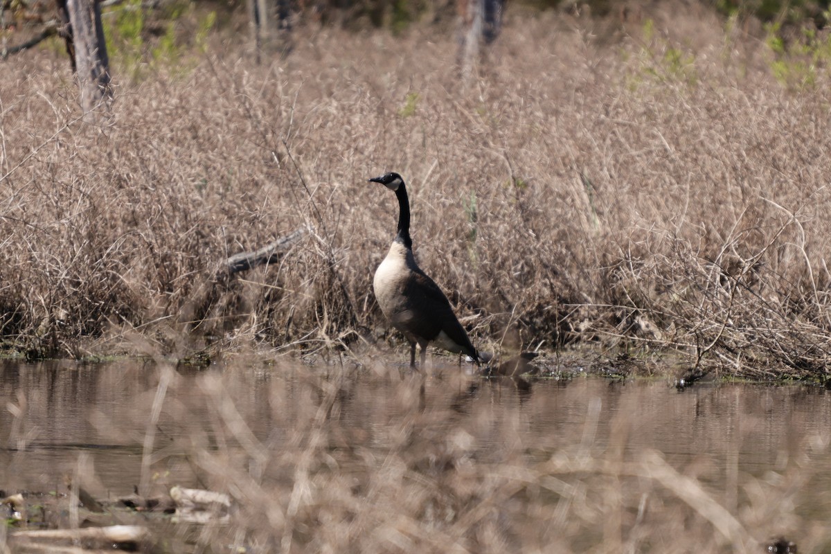 Kanadako branta - ML220086491