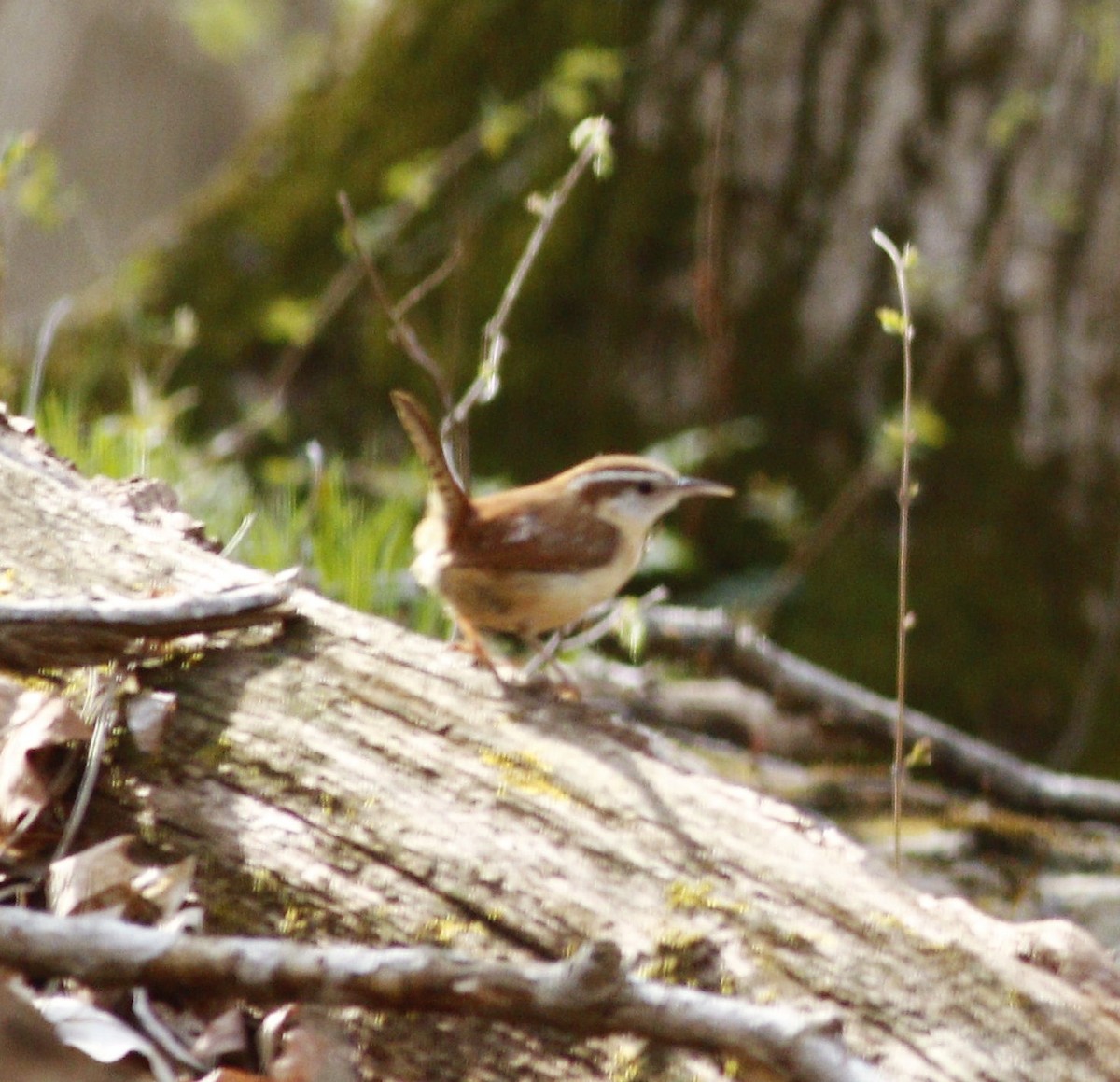 Carolina Wren - ML220086521