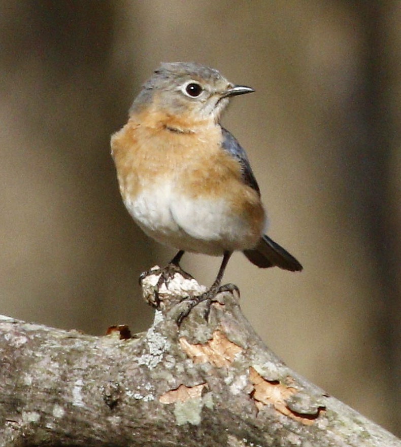 Eastern Bluebird - ML220086661