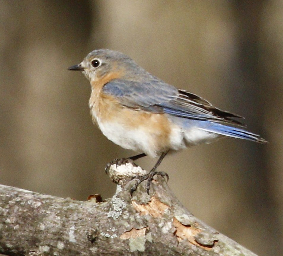 Eastern Bluebird - ML220086671