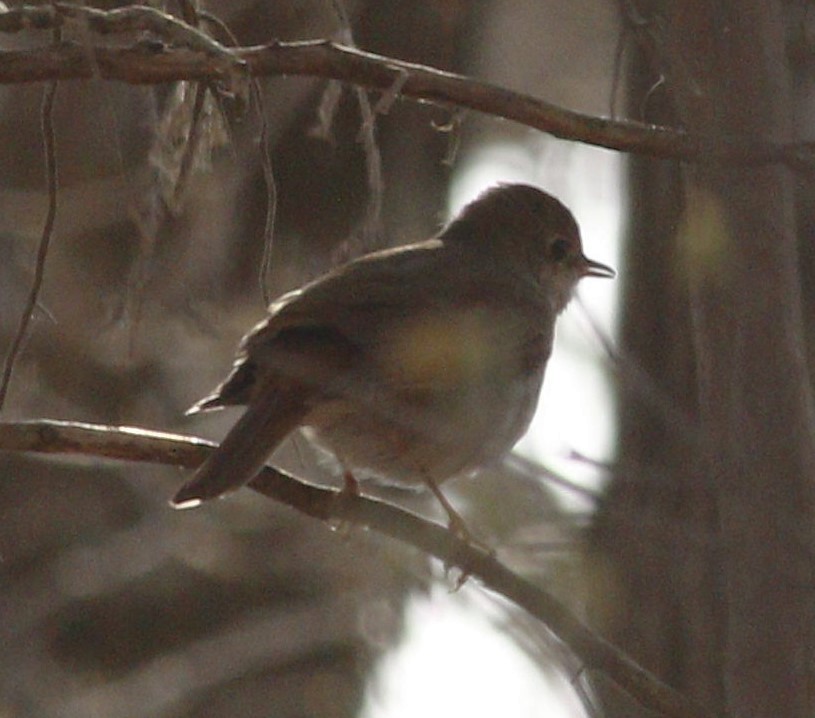 Hermit Thrush - ML220086701