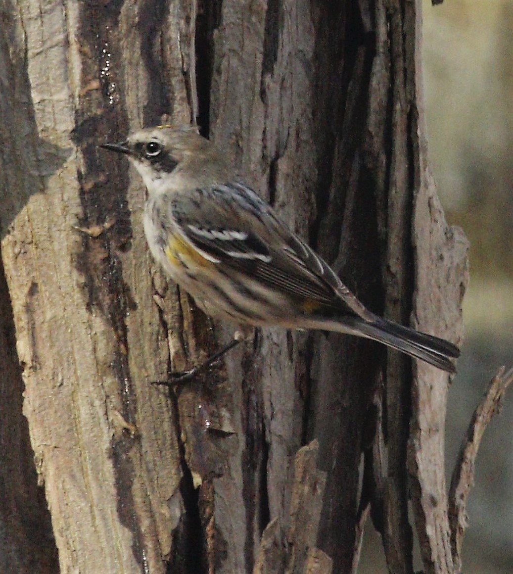 Yellow-rumped Warbler - ML220086791
