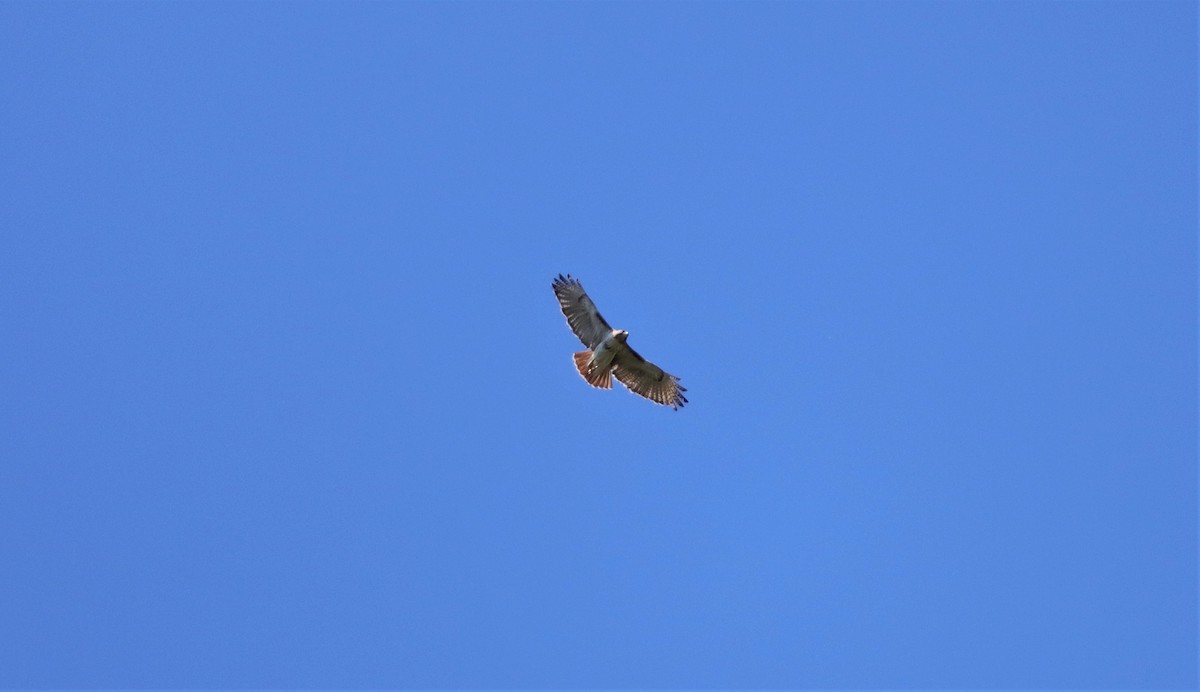 Red-tailed Hawk - ML220087081
