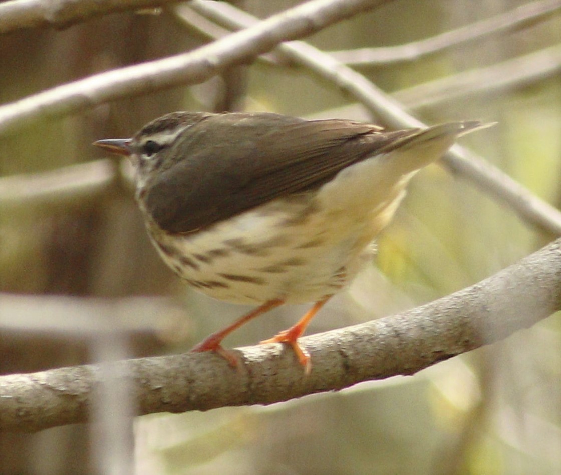 Louisiana Waterthrush - ML220087321