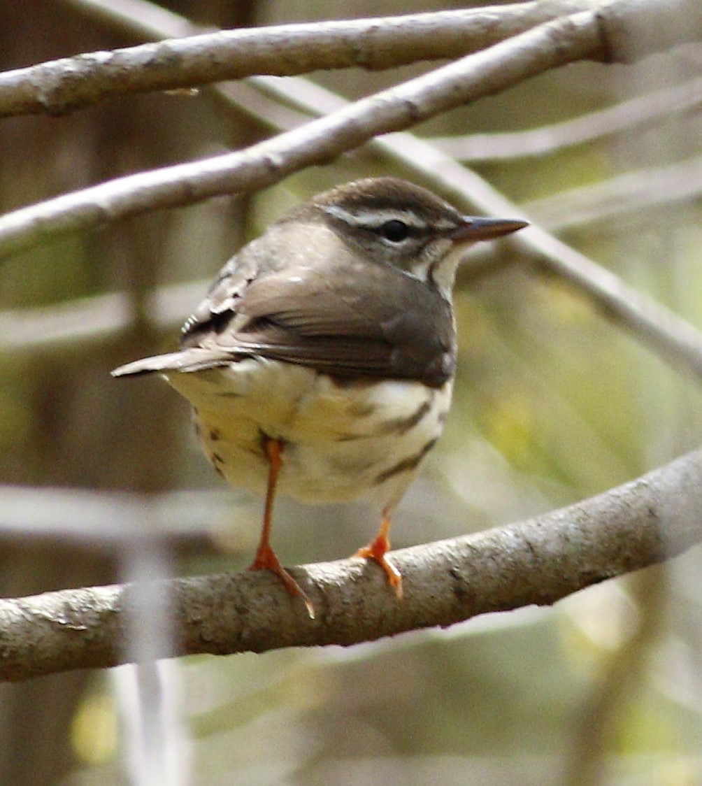 Louisiana Waterthrush - ML220087331