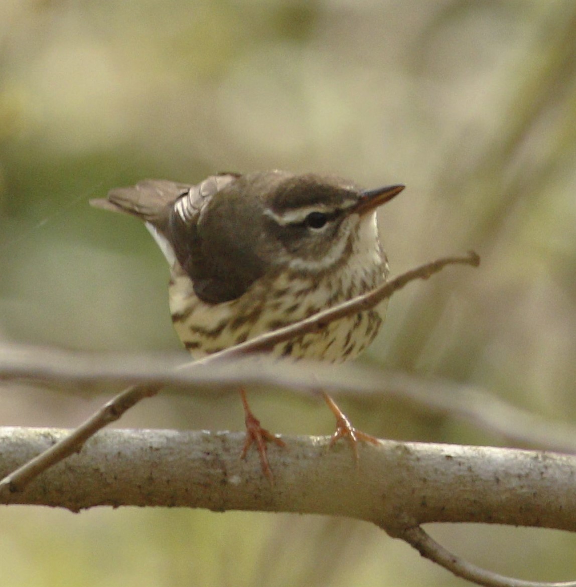 Louisiana Waterthrush - ML220087341