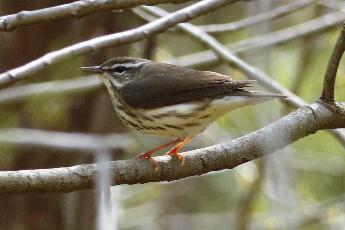 Louisiana Waterthrush - ML220087351