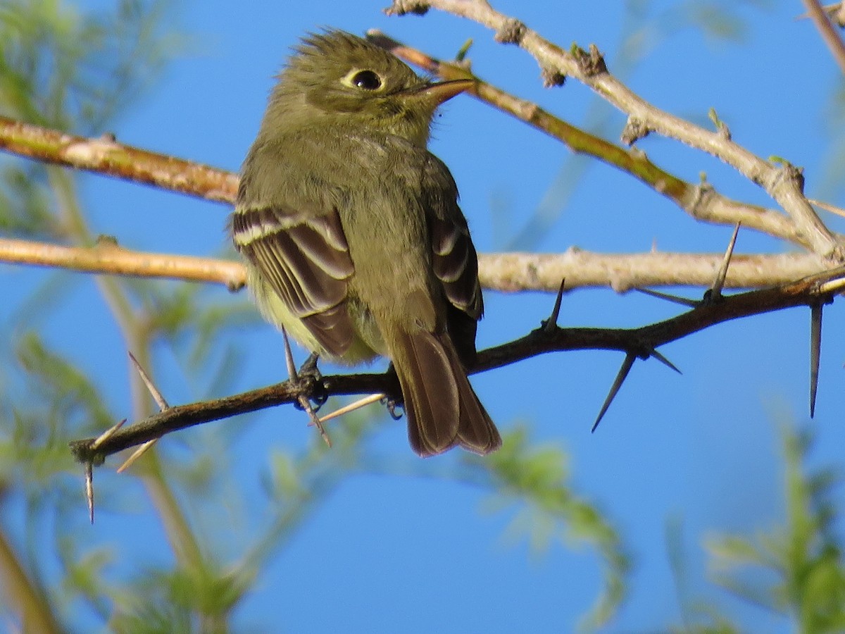 Western Flycatcher (Pacific-slope) - ML220089241