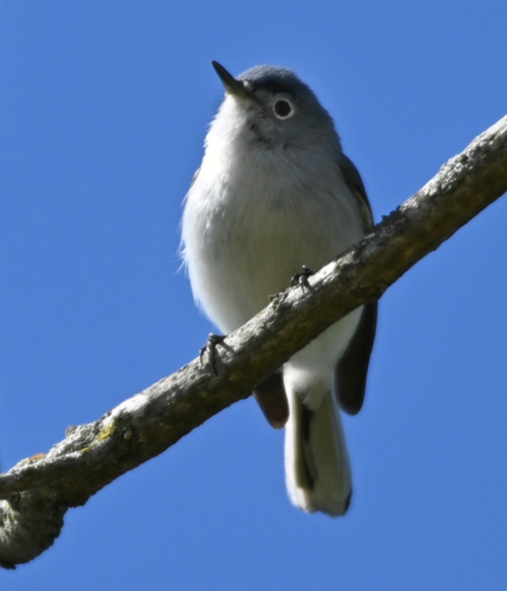 Blue-gray Gnatcatcher - ML220091301