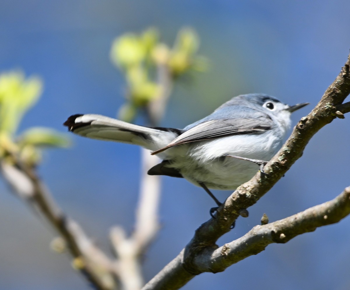 Blue-gray Gnatcatcher - ML220091311