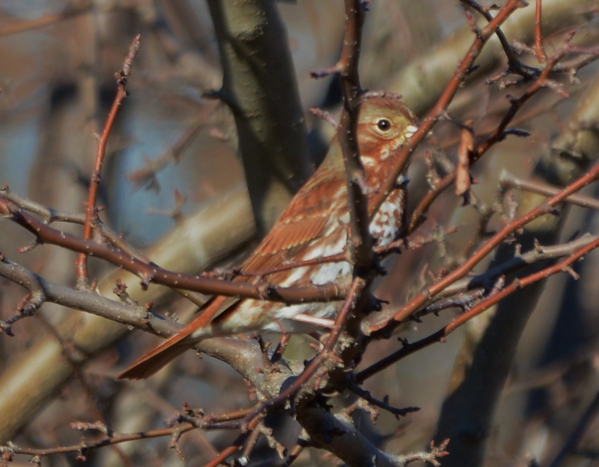 Fox Sparrow (Red) - ML22009601