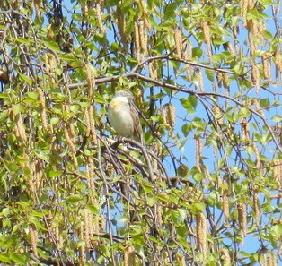Dickcissel - ML220097111