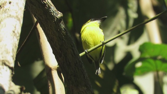 Yellow-browed Tody-Flycatcher - ML220099011