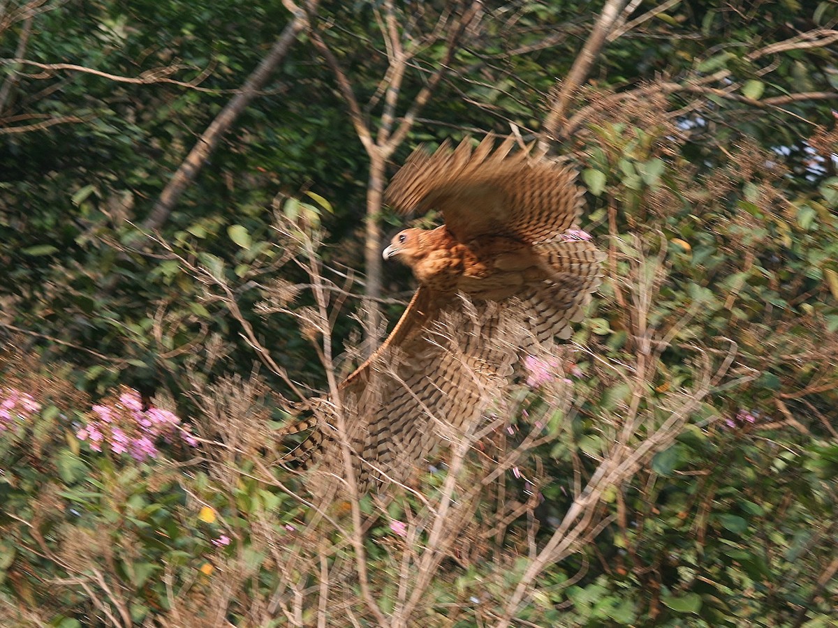 Pel's Fishing-Owl - ML220099961