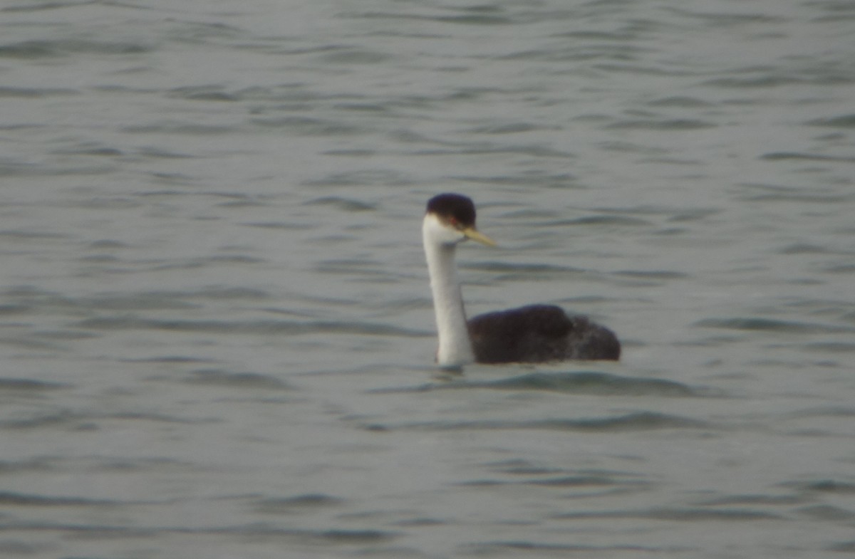 Western Grebe - ML22010151