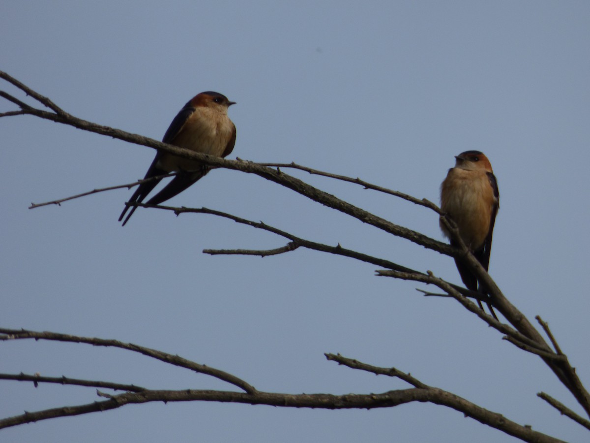 European Red-rumped Swallow - ML220105411