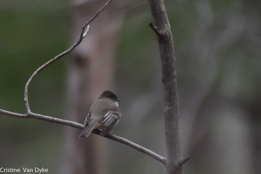 Eastern Phoebe - Cristine Van Dyke