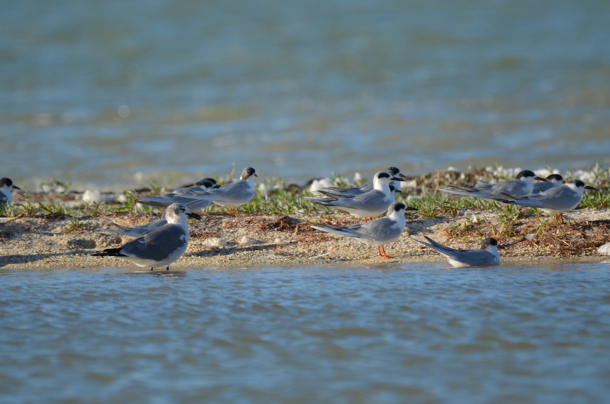 Forster's Tern - ML220108831