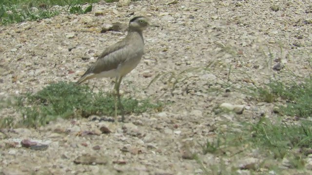 Peruvian Thick-knee - ML220109151