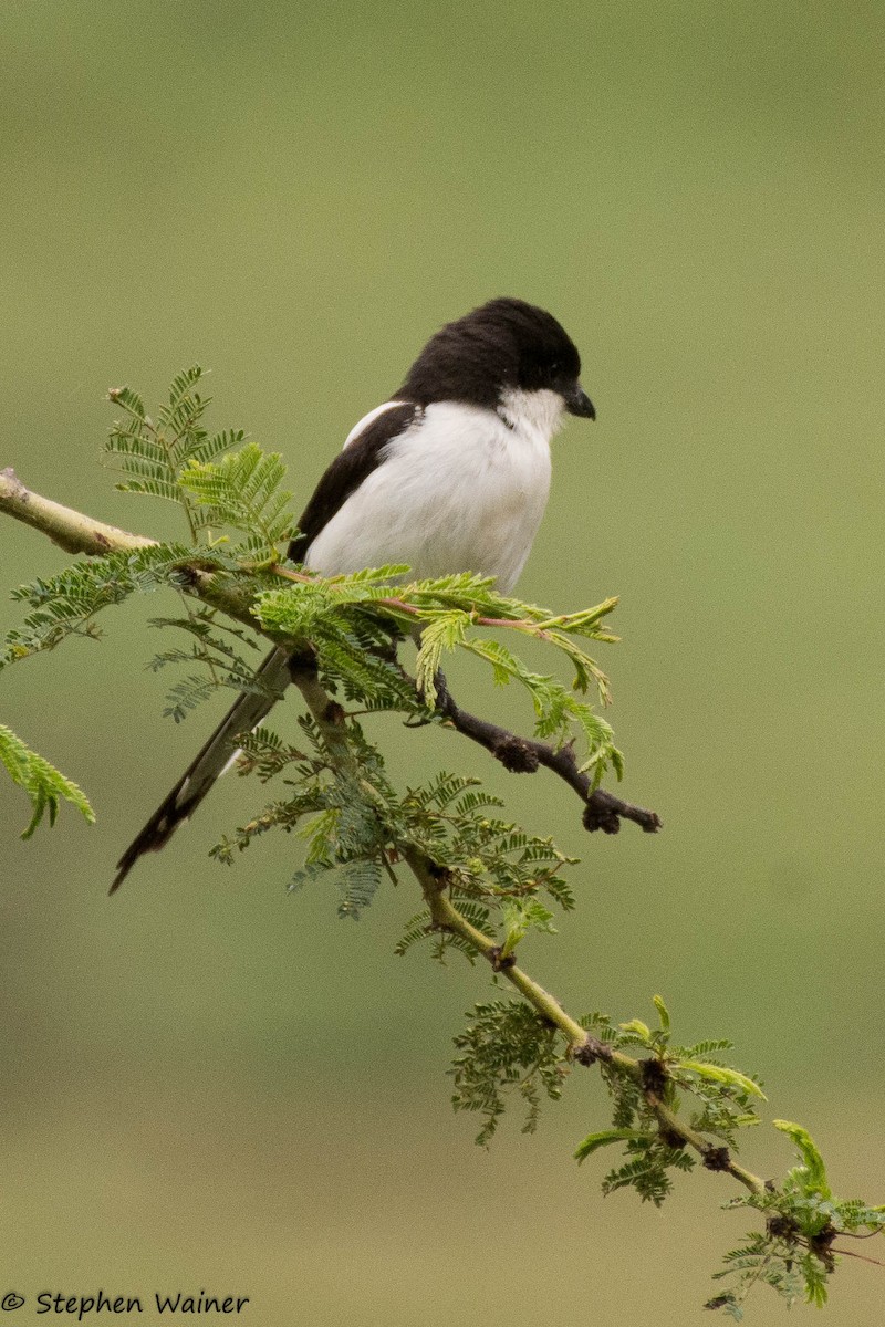 Northern Fiscal - ML22011051