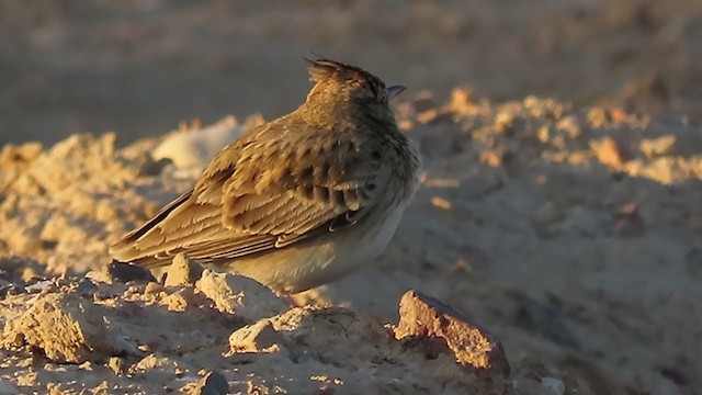 Crested Lark - ML220111901