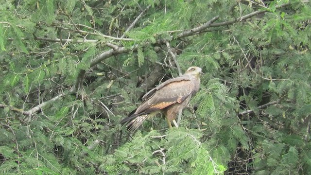 Savanna Hawk - ML220111921