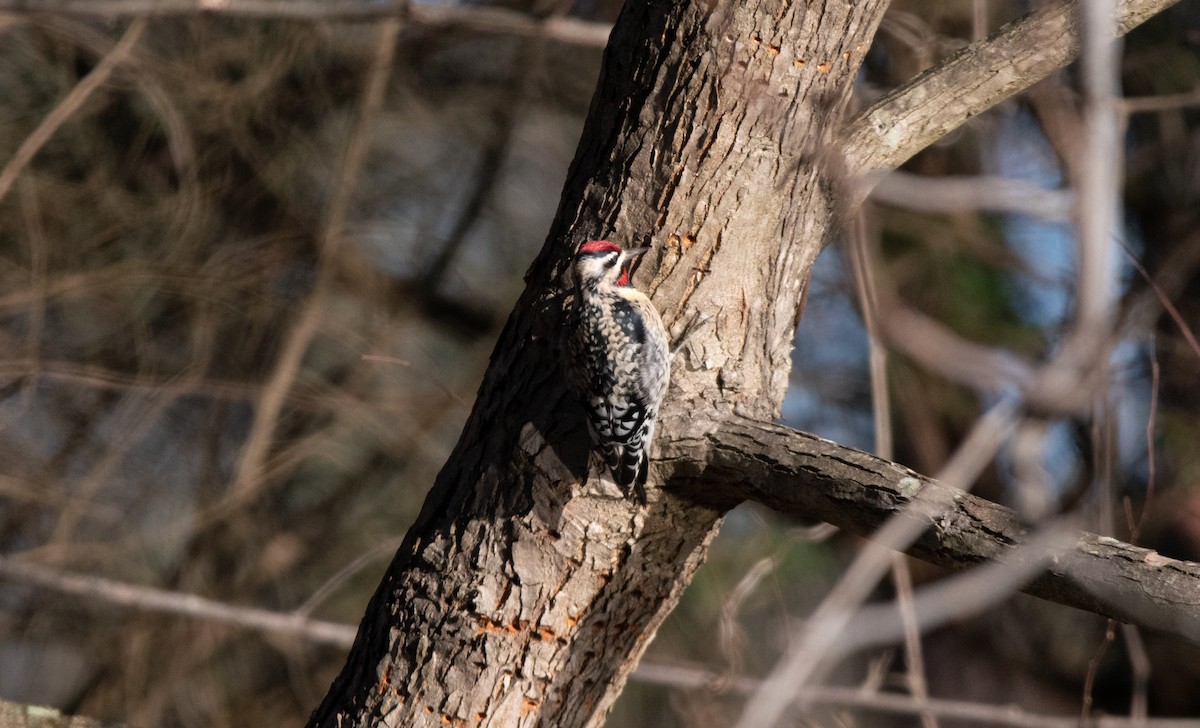 Yellow-bellied Sapsucker - ML220112531