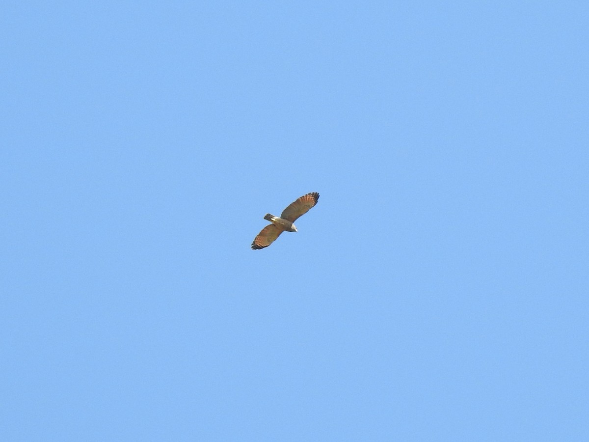 Roadside Hawk - ML220112891