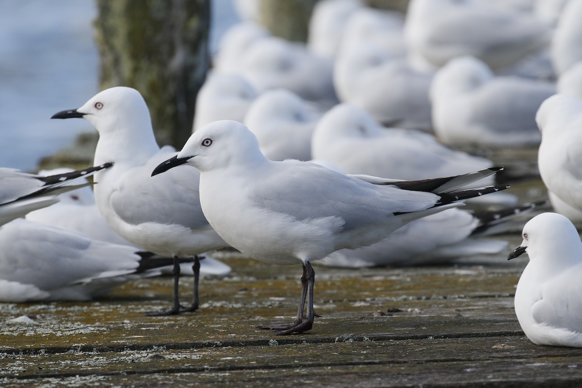 Black-billed Gull - ML220112901