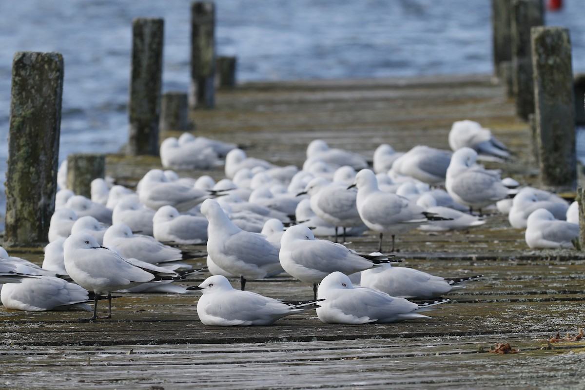 Black-billed Gull - ML220112921