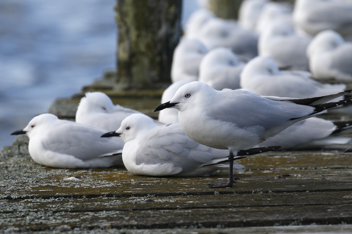 Black-billed Gull - ML220112971