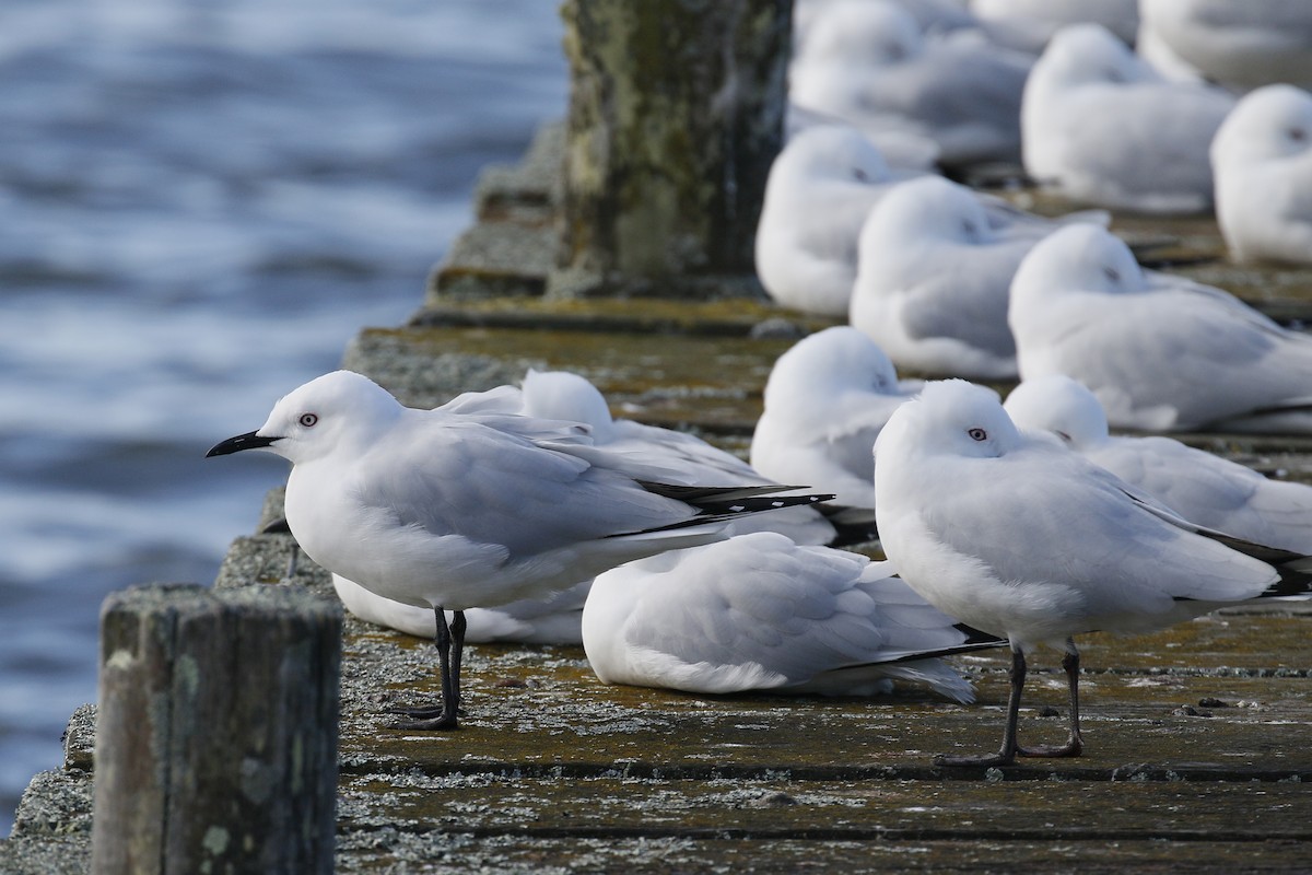 Black-billed Gull - ML220113001