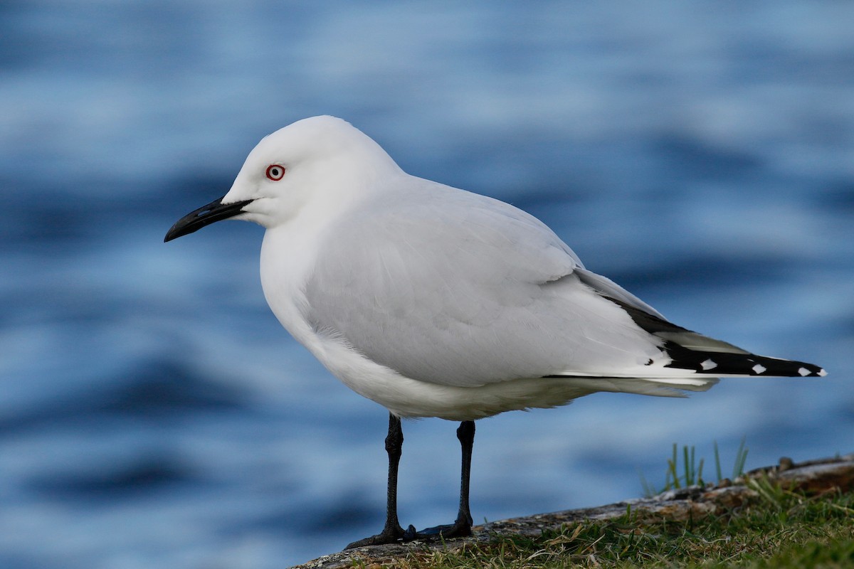 Black-billed Gull - ML220113101