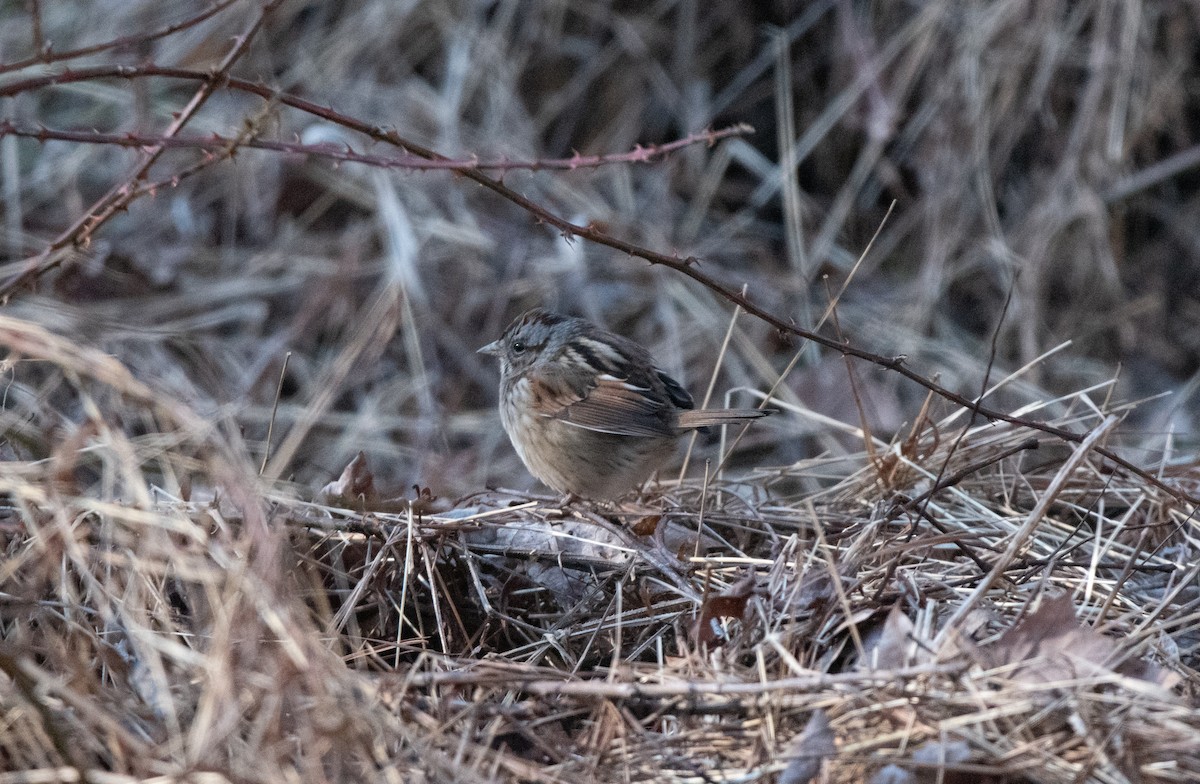 Swamp Sparrow - ML220113371