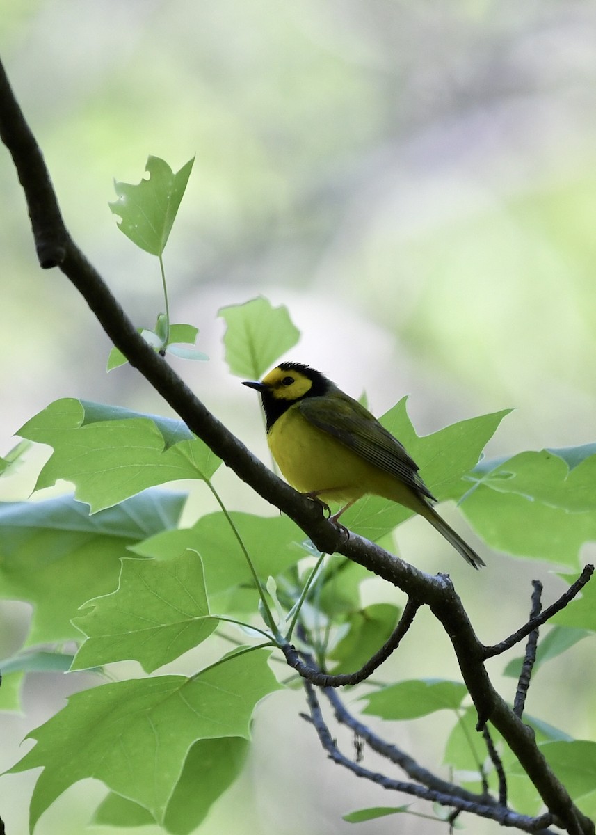 Hooded Warbler - ML220113611