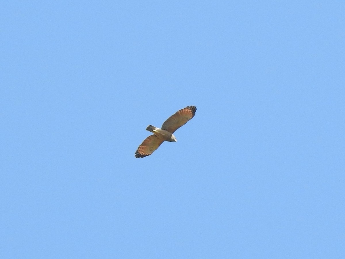 Roadside Hawk - ML220113841