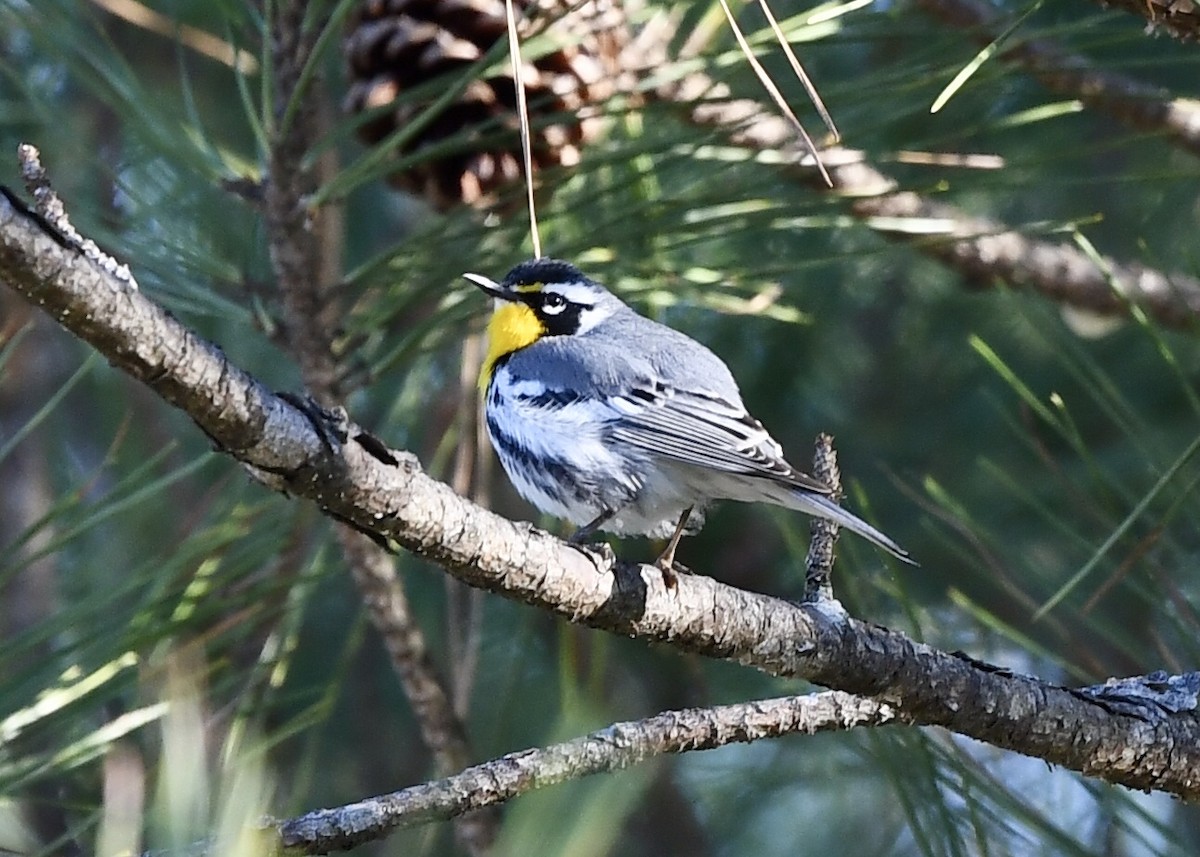 Yellow-throated Warbler - ML220113891